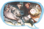规模化养殖场只有14家 海南黑猪产业如何做大做强? - 海南新闻中心