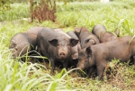 规模化养殖场只有14家 海南黑猪产业如何做大做强? - 海南新闻中心