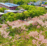 儋州蓝洋樱花乐园：樱花树争相绽放 - 中新网海南频道