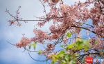 儋州蓝洋樱花乐园：樱花树争相绽放 - 中新网海南频道