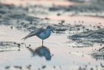 极危鸟类勺嘴鹬在儋州湾安全越冬 - 中新网海南频道