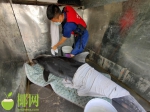 事发昌江棋子湾！一只海豚受伤，多次被海浪打回沙滩 - 海南新闻中心