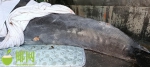 事发昌江棋子湾！一只海豚受伤，多次被海浪打回沙滩 - 海南新闻中心