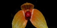 海南热带雨林国家公园发现两个兰花新物种 - 中新网海南频道
