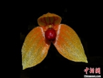 海南热带雨林国家公园发现两个兰花新物种 - 中新网海南频道
