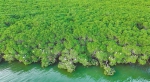 海南红树林湿地面积增至九点八万余亩 - 中新网海南频道