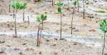 海南红树林湿地面积增至九点八万余亩 - 中新网海南频道