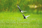 昌江海尾国家湿地公园(试点)记录鸟类增至158种 - 中新网海南频道