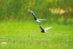 新朋友来了！海南这个国家湿地公园(试点)记录鸟类增至158种 - 海南新闻中心
