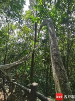 在海南热带雨林国家公园吊罗山片区感受别样喧嚣 - 中新网海南频道