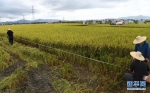 海南杂交水稻攻关示范项目2022年双季早稻测产 - 中新网海南频道