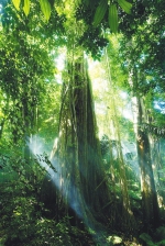 雨林“碳”路！海南这样系统推进林业碳汇 - 中新网海南频道