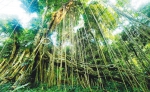 雨林“碳”路！海南这样系统推进林业碳汇 - 中新网海南频道