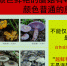 提醒！海南将进入高温多雨季节 这36种常见毒蘑菇请勿采食 - 海南新闻中心