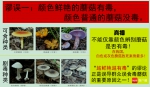 提醒！海南将进入高温多雨季节 这36种常见毒蘑菇请勿采食 - 海南新闻中心