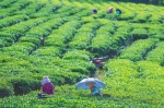 白沙：好生态 带火茶产业 - 中新网海南频道