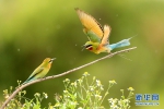 “5·20”看“中国最美小鸟”如何“谈恋爱” - 中新网海南频道