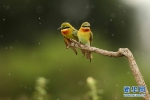“5·20”看“中国最美小鸟”如何“谈恋爱” - 中新网海南频道