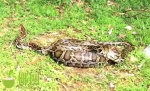万宁一村民家羊圈中惊现3米长70斤大蟒蛇…… - 海南新闻中心