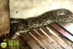 万宁一村民家羊圈中惊现3米长70斤大蟒蛇…… - 海南新闻中心