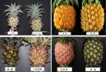 中国热科院选育“冰糖红菠萝”新品种 已在海南、广东等地推广种植 - 海南新闻中心