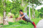 5月23日，屯昌海香园沉香企业工作人员在修剪白木香。李天平 摄 - 中新网海南频道