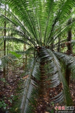闻声识百鸟 探秘海南热带雨林的“土专家” - 中新网海南频道