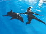 5月27日，在儋州海花岛海洋生物科研基地，搁浅海豚经过工作人员的悉心照顾，目前恢复良好。本组图片均由儋州海花岛海洋生物科研基地提供 - 中新网海南频道