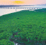 海南省湿地总面积达到181.77万亩 - 中新网海南频道
