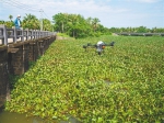 琼海：无人机洒药剂防治水葫芦 - 中新网海南频道