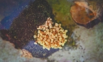 海南提高珊瑚繁育成活率 建立中国首个珊瑚种子库 - 中新网海南频道