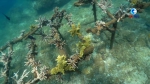 海底“植树造林”：海底种珊瑚 守护一片蔚蓝 - 海南新闻中心