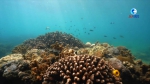 海底“植树造林”：海底种珊瑚 守护一片蔚蓝 - 海南新闻中心