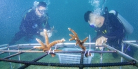 在海底“种”珊瑚的年轻人 - 海南新闻中心