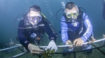 在海底“种”珊瑚的年轻人 - 海南新闻中心