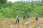 多地企业家和志愿者共同发力：积极扩大海南优质沉香种植面积  共筑海南“第四棵树”绿色长城 - 海南新闻中心