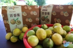五指山毛道乡：发展特色水果产业 走上甜蜜满满的“致富路” - 海南新闻中心