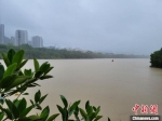 受强降雨影响，流经三亚市区的临春河水位暴涨。　王晓斌 摄 - 中新网海南频道