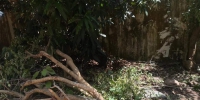 事发三亚！20余年树龄的黄花梨树被锯断盗走，警方介入调查 - 海南新闻中心