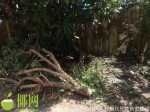 事发三亚！20余年树龄的黄花梨树被锯断盗走，警方介入调查 - 海南新闻中心