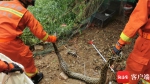 2米长蟒蛇溜进菜园偷吃鸡被网缠住 三亚消防捕获放生 - 海南新闻中心