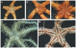 中科院深海所等发现多个深海新物种 - 中新网海南频道