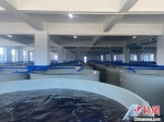 图为渤海水产育种(海南)有限公司建成的育种车间。　符宇群 摄 - 中新网海南频道