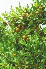 油茶果实形似柚子，又被叫作山柚。本报记者 袁琛 摄 - 中新网海南频道