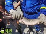 海口一小区捕获“怪鱼”鳄雀鳝，直击现场→ - 海南新闻中心