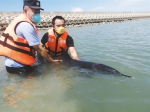 海豚“迷路”搁浅获救助 - 中新网海南频道