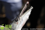 针对外来物种鳄雀鳝，海南发布安全提示→ - 海南新闻中心