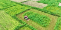 三亚崖州区：埋绿肥 种瓜菜 - 中新网海南频道