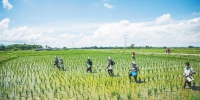 近日，村民在东方感城镇一处基地给水稻施肥。 通讯员 赵茜 摄 - 中新网海南频道