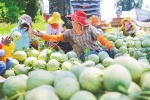 在乐东响地村蜜瓜基地，农户分拣蜜瓜。 见习记者 王程龙 摄 - 中新网海南频道